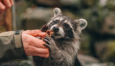 raccoon-removal-south-lake-tahoe-ca