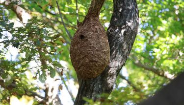 wasp-removal-south-lake-tahoe-ca